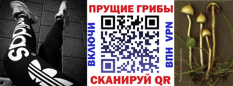 Купить закладки  Дальнереченск  Галлюциногенные грибы прущие грибы 